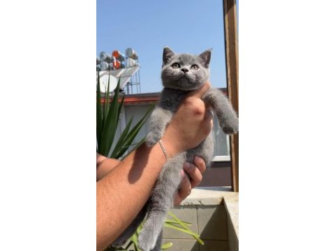 Resmi işletmeden tamamen orjinal yavrular