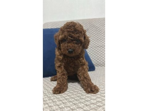 Kore red brown toy poodle yavrular