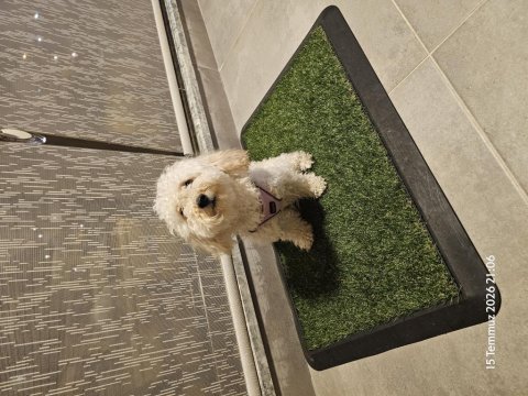 1 yaşında dişi toy poodle
