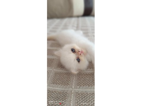 Pamuk iran kedisi kız