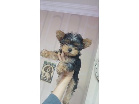 Dişi yorkshire terrier