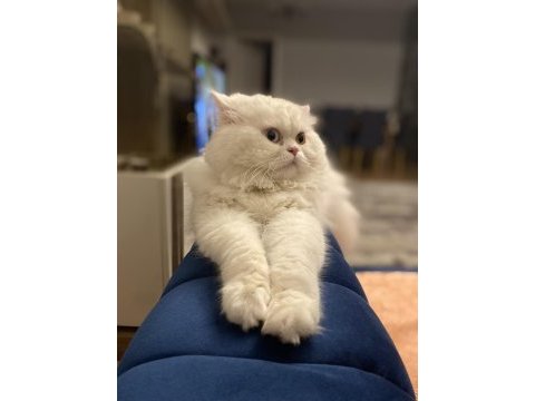 Chinchilla kedim için dişi prenses bulmak için