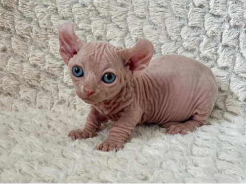 Erkek dwelf sphynx