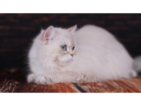 British longhair dişi