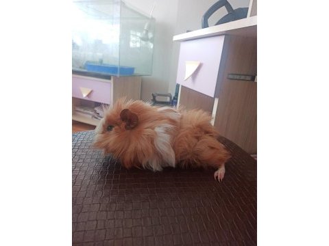 Guinea pigler kayseriden