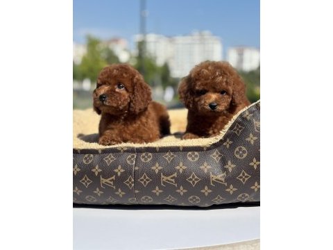 Red toy poodle bebekler