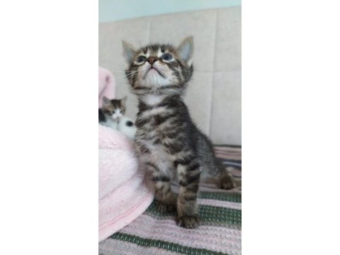 Yavru kediler acil