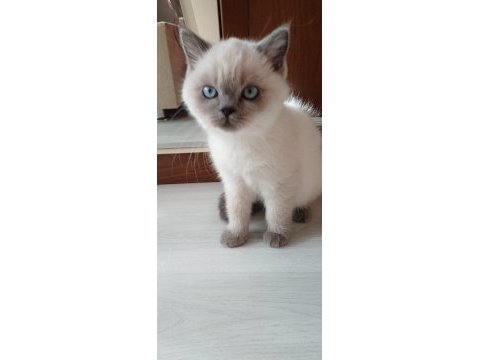 British scottish dişi erkek kedi vardır