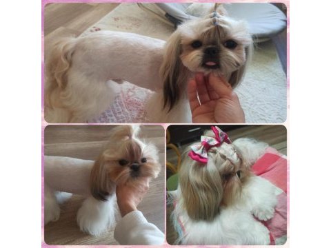 12 haziran doğumlu mini erkek shih tzu bebekler