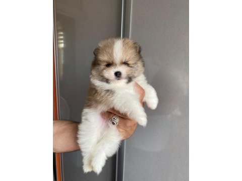 2 erkek ve 1 dişi yavru pomeranian