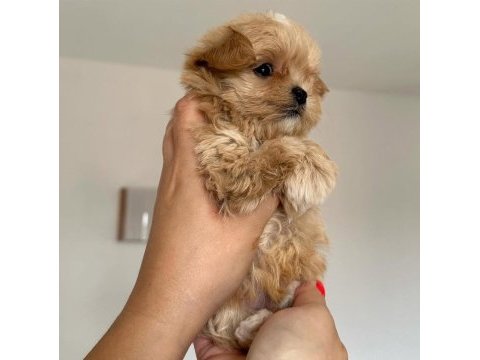 Orjinal kore kan kilo garantili maltipoo yavrularımız
