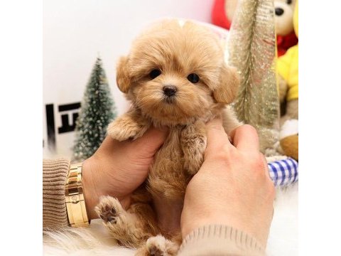 Sevgi dolu toy poodle yavrularımız