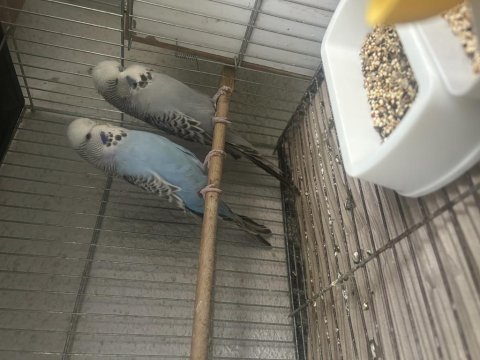 Hazır takımlar jumbo muhabbet kuşlar