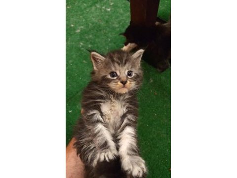 Maine coon yavruları