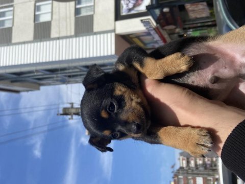 50 günlük yeni yavrum yuvasını arıyor pinscher