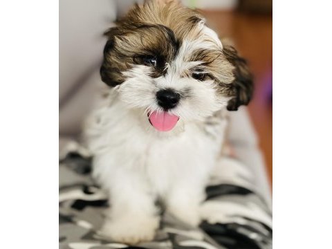 Shih tzu yavrular