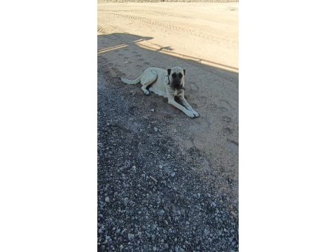 Kangal sivastan alınır kalite ayı boğanlar