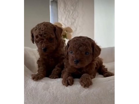 Orjinal tertemiz ev üretimi poodle yavrularımız