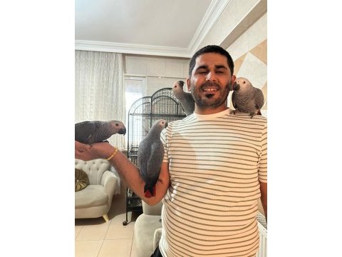 Bebekler hazır yuvalarına gitmeye jako papağanı