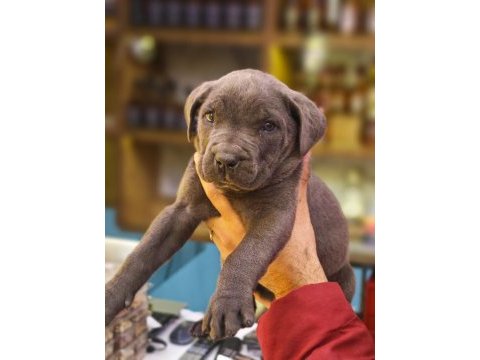 Blue cane corso bebekler yeni yuvalarını bekliyorlar