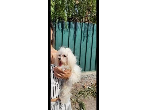 Micro maltese bebekler