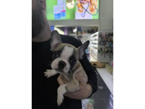 2.5 aylık french bulldog