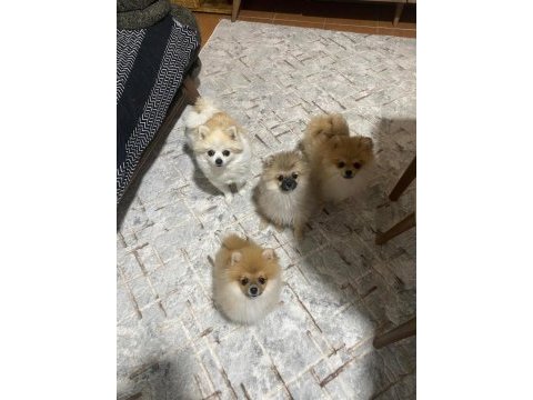 3 aylık erkek pomeranian