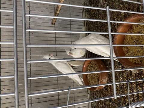 Albino kırmızı göz sultan papağanı yavruları