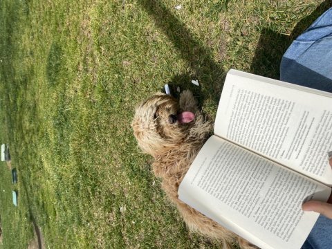 Takip şartı ile maltipoo