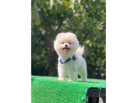Safkan ayı surat pomeranian pofuduklarım yuva arıyor