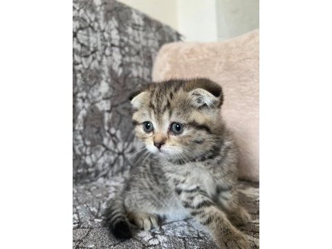 Kaliteden şaşma scottish fold