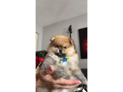 Pomeranian boo erkek köpeğimiz