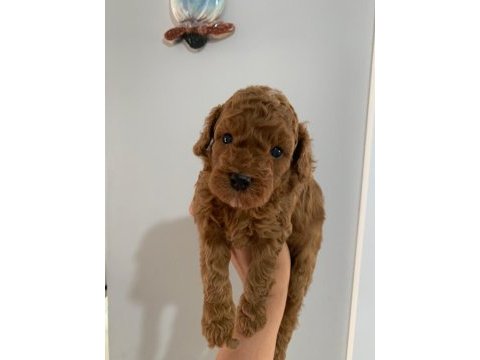 Süper kalite toy poodle yavrular sahiplerini bekliyor