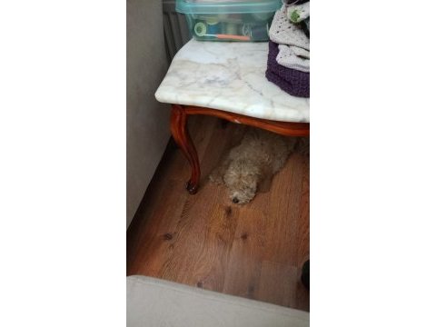 90 günlük toy poodle