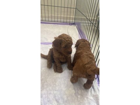 Toy poodle köpeğimiz