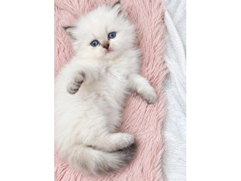 British longhair golden