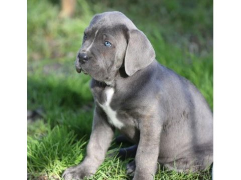 Cane corso iyisi değil en iyisi kapıda ödeme mevcut