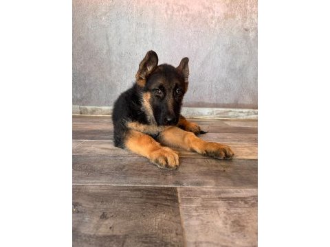 Alman çoban köpeği yavrularımız