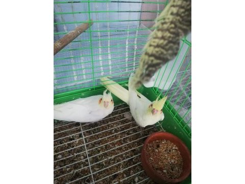 2 aylık lutino sultan papağanı yavruları