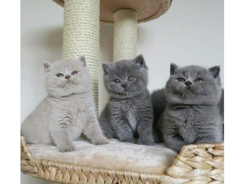 Top kafa british shorthair