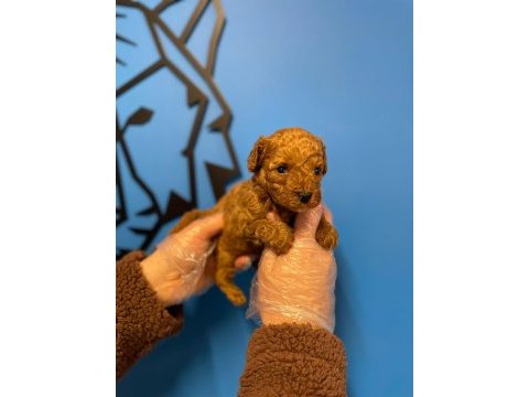 Micro toy poodle bebekler