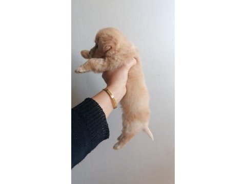 2.5 aylık maltipoo cinsi yavru köpek