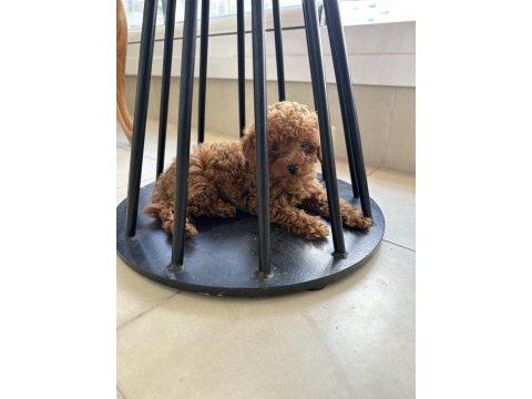 Orjinal ırk garantili toy poodle