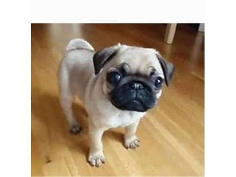 Pug rıfkı