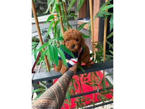 Toy poodle köpekleri