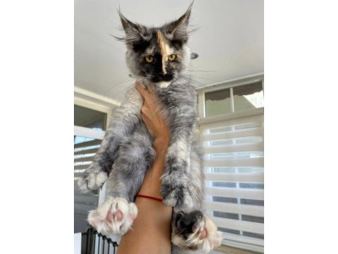 Xl mainecoon yavruları
