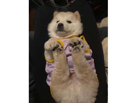 Çin aslanı köpeğimiz