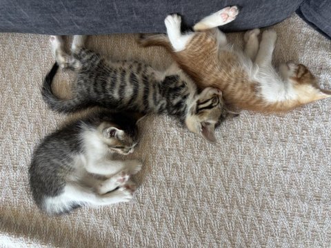 4 yavru kediye yuva arıyorum