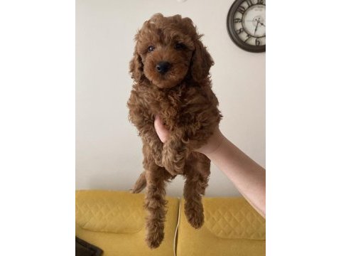 Sağlıklı toy poodle yavrularımız
