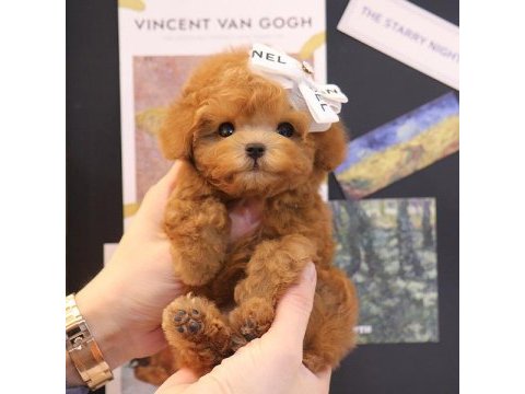 Toy poodle yavrularım